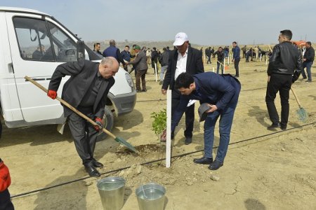 Prokurorluq əməkdaşları növbəti ağacəkmə kampaniyası keçiriblər - FOTO