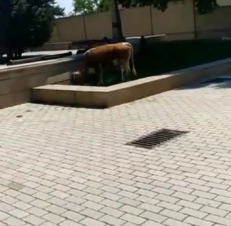 Şəmkir İcra Hakimiyyətinin yanında inəklər otlayır – “İstiqlal” parkında biabırçı mənzərə