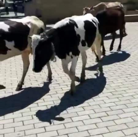 Şəmkir İcra Hakimiyyətinin yanında inəklər otlayır – “İstiqlal” parkında biabırçı mənzərə