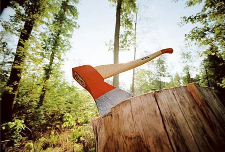 Минэкологии о вырубке деревьев в Баку 