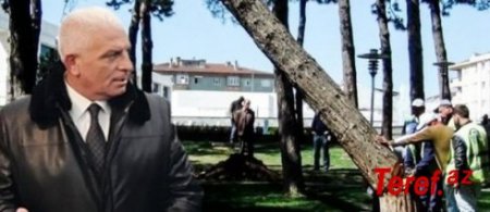 Xətaidəki ağac soyqırımının pərdəarxası- Razim Məmmədov növbəti zərbəni hardan vuracaq?