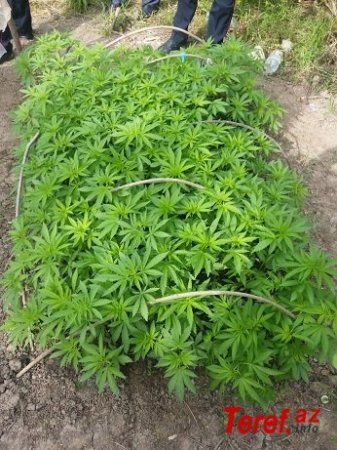 “Çöpçü Rauf” İsmayıllıda narkotiklə tutuldu