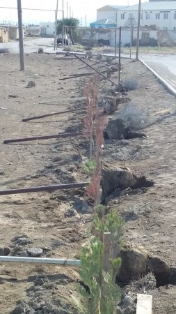 İcra başçısı məscidin hasarlarını sökdürdü - FOTOLAR