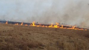 Göyçayda biçilməmiş taxıl sahəsi yanır Göyçayda biçilməmiş taxıl sahəsi yanır