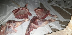 Satış üçün hazırlanan ölmüş heyvan cəmdəyi aşkarlanıb