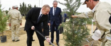 İlham Əliyev ağac əkir, Nərimanovda ağaclar kəsilir: SOS!-VİDEO