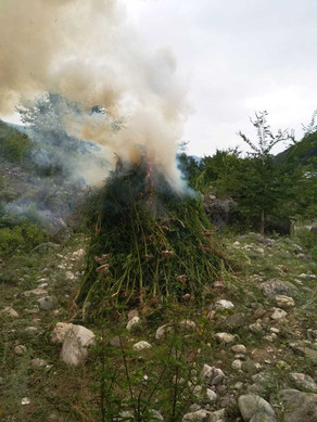 Qusarda bir tona yaxin narkotik tərkibli bitki məhv edilib