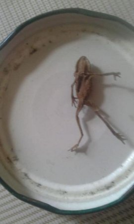 “Azərçay”dan qurbağa çıxdı – Foto  