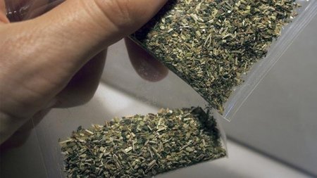 Göyçay sakinindən 80 kiloqramdan artıq narkotik vasitə götürülüb