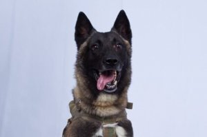 Bağdadini tuneldə haqlayan itin “qohumları” Bakıda azı 1600 manatdan satılır Bağdadini tuneldə haqlayan itin “qohumları” Bakıda azı 1600 manatdan satılır