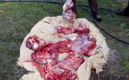 64 kilo at əti aşkarlandı - Foto