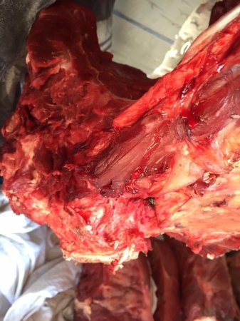 Şəmkirdə mənşəyi məlum olmayan ətin satışının qarşısı alınıb - FOTOLAR