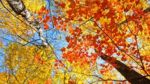 Sabah hava yağmursuz keçəcək