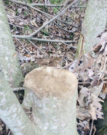 Masallıda dəhşətli “ekoloji terror” hökm sürür - NAZİRƏ MÜRACİƏT