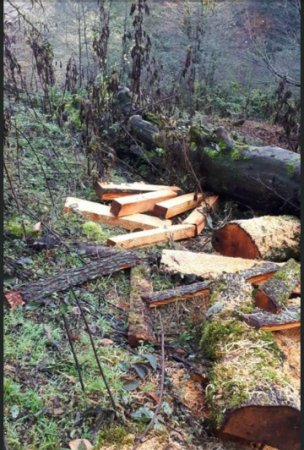 Masallıda dəhşətli “ekoloji terror” hökm sürür - NAZİRƏ MÜRACİƏT