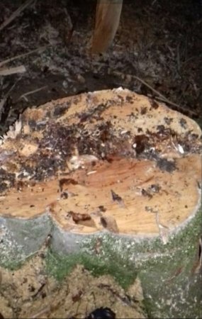 Masallıda dəhşətli “ekoloji terror” hökm sürür - NAZİRƏ MÜRACİƏT