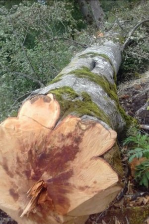 Masallıda dəhşətli “ekoloji terror” hökm sürür - NAZİRƏ MÜRACİƏT