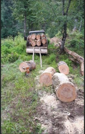 Masallıda dəhşətli “ekoloji terror” hökm sürür - NAZİRƏ MÜRACİƏT