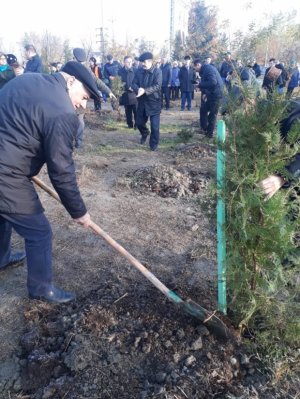 Bir gündə 650 min ağacın əkilməsinə start verildi
