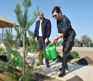 Prezident və birinci xanım Şamaxıda ağacəkmə aksiyasında iştirak ediblər