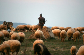 Saatlıda ölən çobanın intihar etdiyi məlum olub - YENİLƏNİB