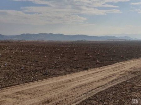 Ermənilər Qarabağın Araz sahilində  120 hektarlıq Amerika narı bağı saldı...-FOTOLAR  