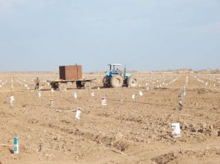 Ermənilər Qarabağın Araz sahilində  120 hektarlıq Amerika narı bağı saldı...-FOTOLAR  