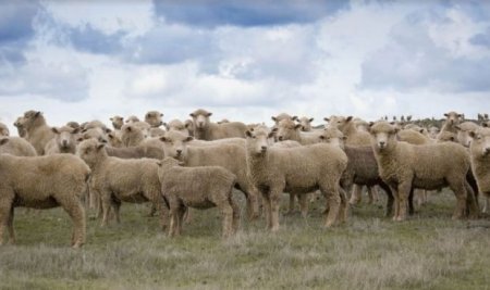 Qazaxıstandan Azərbaycana 18 min diri qoyun gətirilib
