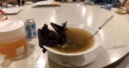 Çində yayılan korona virusunun yarasa şorbasından yoluxduğu iddia edildi- Araşdırma