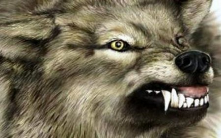 Vəhşi heyvanlar peyvənd edildi - Azərbaycanda bir ilk - VİDEO 