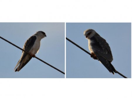 Azərbaycanda yeni quş növü aşkar edilib (FOTO)..