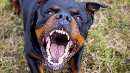 Rotveyler dörd yaşlı uşağı didib öldürdü..