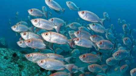 Ötən il Azərbaycanda su hövzələrinə və anbarlarına 131 milyondan çox balıq körpələri buraxılıb..