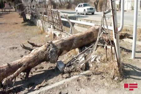 Goranboyda güclü külək fəsadlar törədib - FOTO