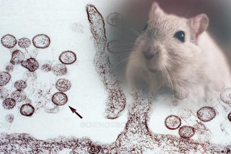 Koronavirus bitməmiş insanları daha bir virus təhdid edir