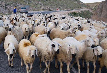 Oğuzda minik avtomobili qoyun sürüsünə girib, xeyli sayda xırdabuynuzlu tələf olub