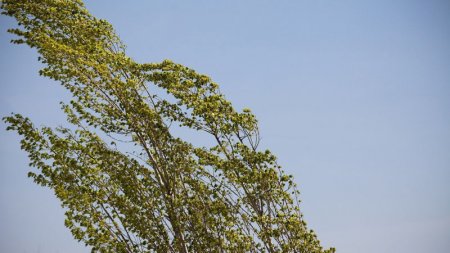 Sabah güclü külək əsəcək