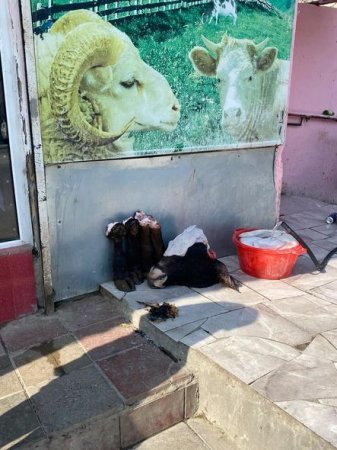 Binəqədi rayonunda qanunsuz fəaliyyət göstərən heyvan kəsimi məntəqələrində reyd keçirilib