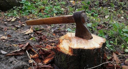 Lerik meşəsində 30-a yaxın ağac kəsilib