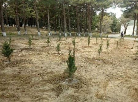 Nazirlik Sumqayıtda park direktorunu cərimələdi