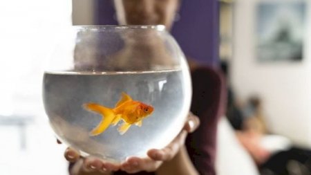 Evdən icazəsiz çıxan şəxsin bəhanəsi: “Balığımı gəzdirirdim”