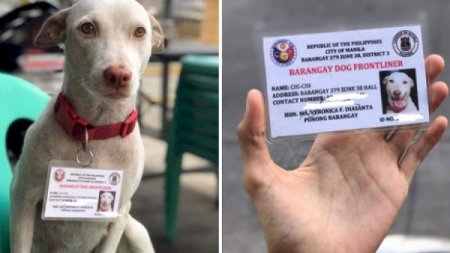 Koronavirusla mübarizəyə görə itə şəxsiyyət vəsiqəsi verildi