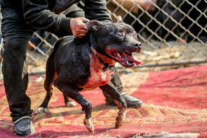 Azərbaycanda it itə yedizdirilib, hadisə araşdırılır Azərbaycanda it itə yedizdirilib, hadisə araşdırılır