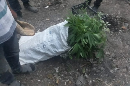 Meşədə narkotik becərən Oğuz sakinləri tutulub - FOTO Meşədə narkotik becərən Oğuz sakinləri tutulub - FOTO