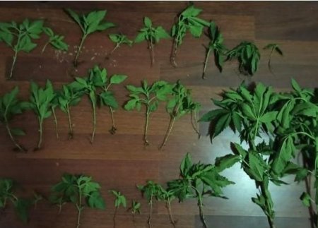 Hacıqabulda çətənə bitkisi yetişdirən şəxs saxlanıldı