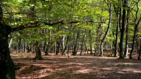 Meşədə yeyib-içmək məclisi təşkil edənlər həbs edildi