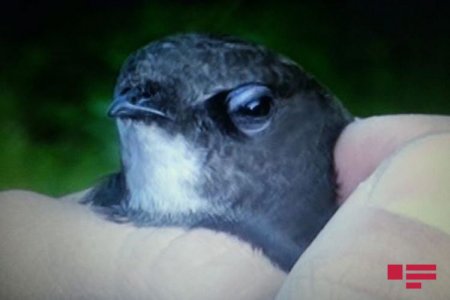 Göyçay sakininin həyətinə nadir Əbabil quşu düşüb - FOTO