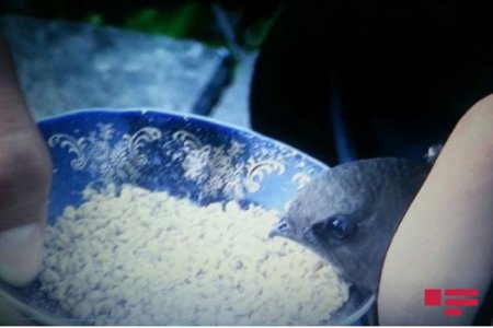 Göyçay sakininin həyətinə nadir Əbabil quşu düşüb - FOTO