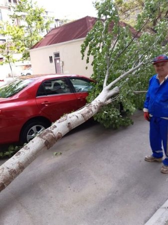 Bakıda küləyin fəsadları: Altı ağac aşdı, bir neçəsinin budağı qırıldı