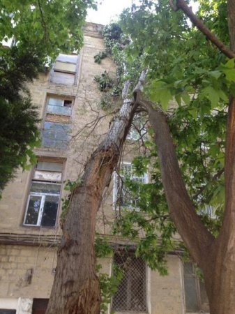 Bakıda küləyin fəsadları: Altı ağac aşdı, bir neçəsinin budağı qırıldı